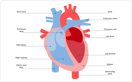 Herz-Diagramm