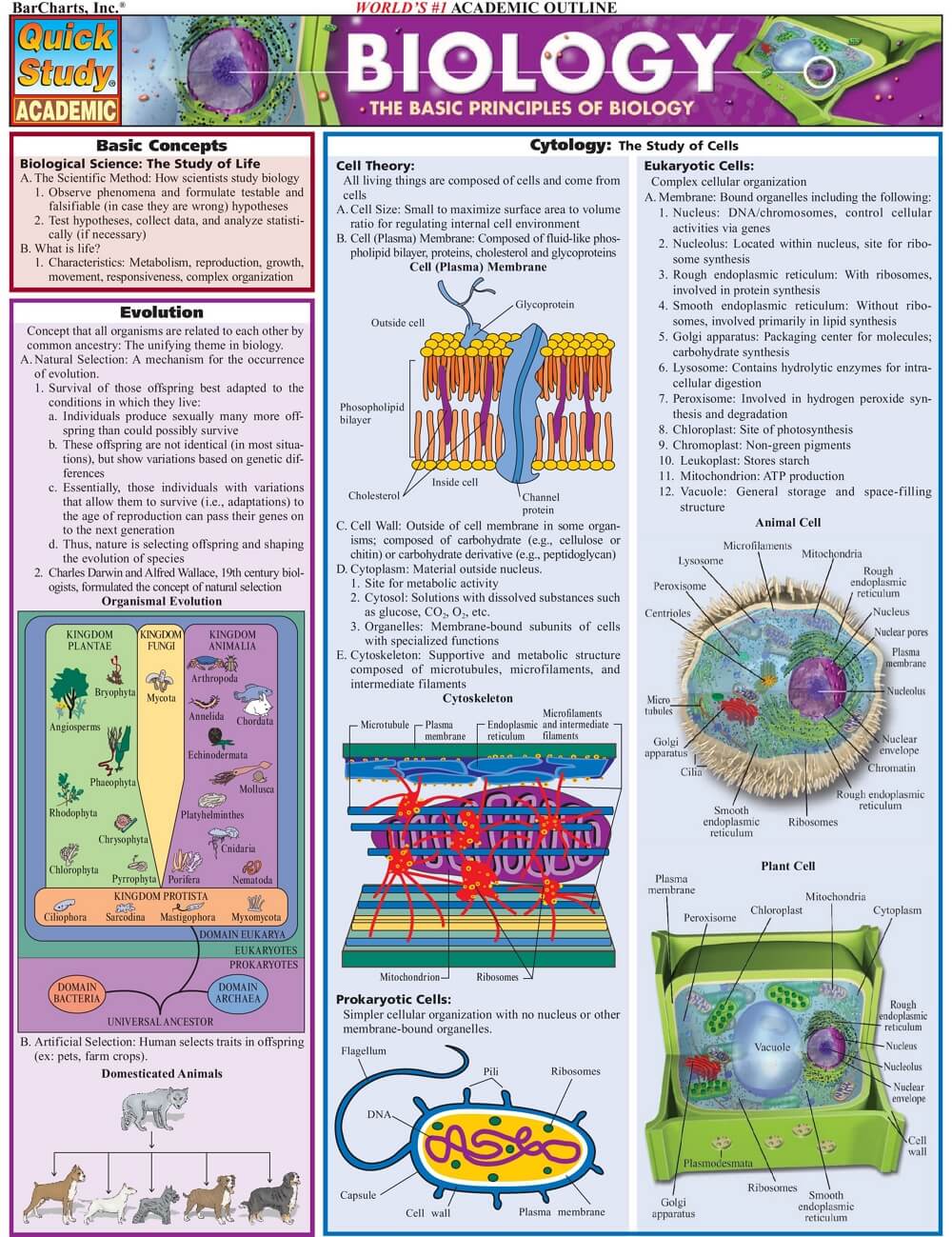 Infográfico de Biologia