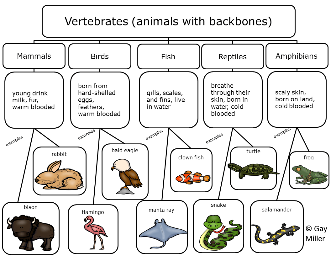 Carte sémantique Vertébrés