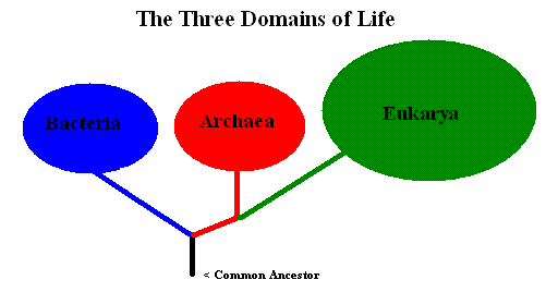 3 domains of life
