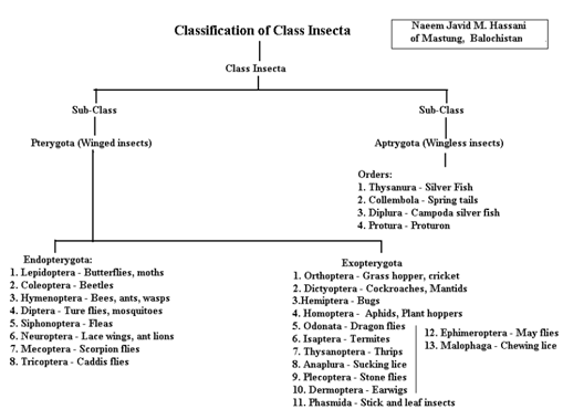 Classification de la classe Insecta