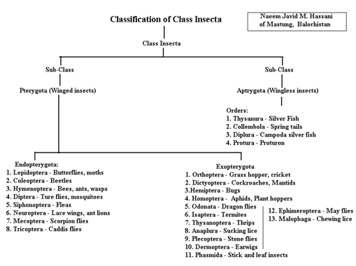 the taxonomic hierarchy diagram