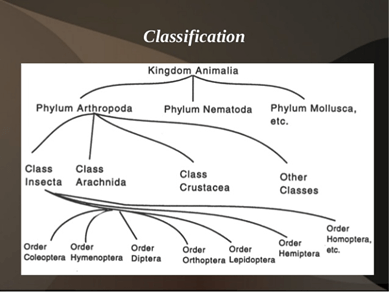 La classification du règne Animalia
