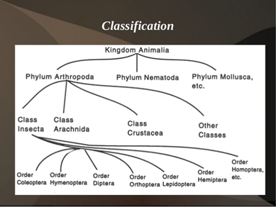 La classificazione del Regno Animalia