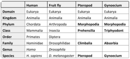 Human Taxonomy Chart