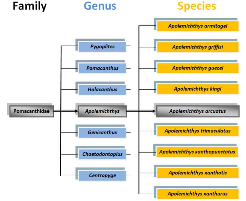 la classification de l'arbre Pomacanthidae