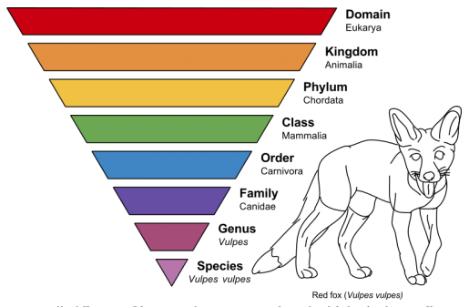 Taxonomie Rang