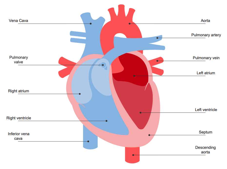 Structure of a Heart