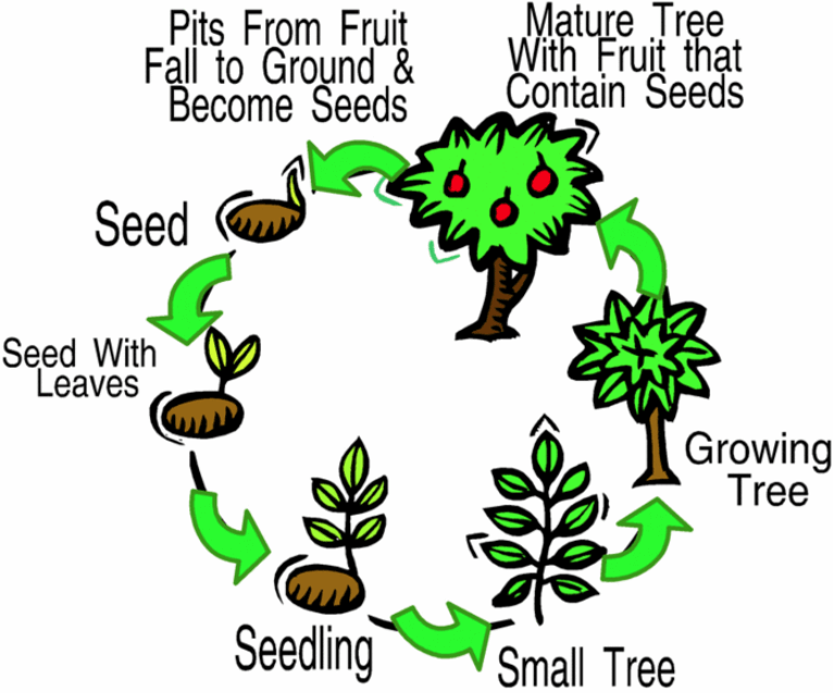Plant Life Cycle
