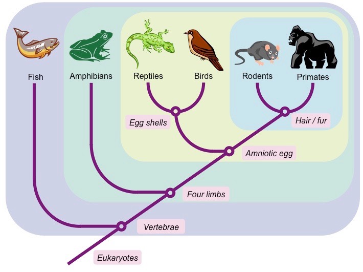 What Is A Cladogram Definition Types And Examples EdrawMax   Cladogram Construction 