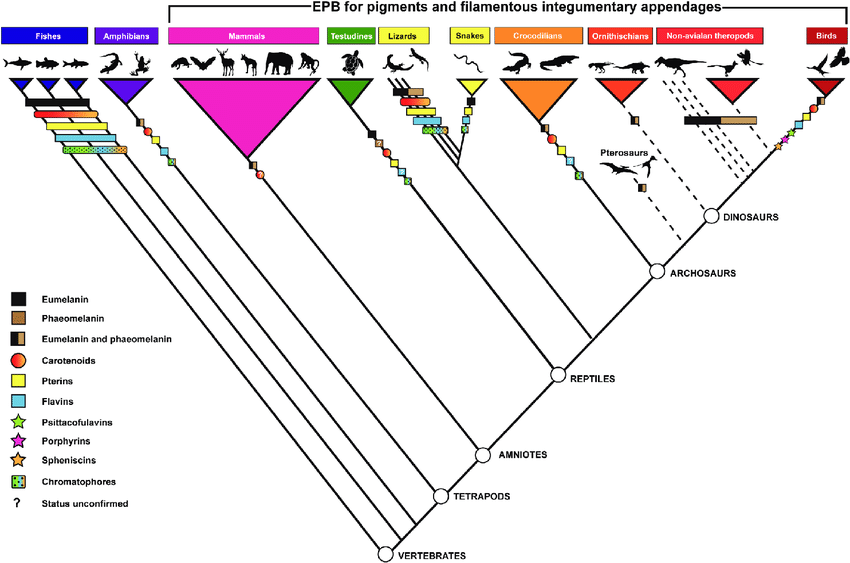 cladogram