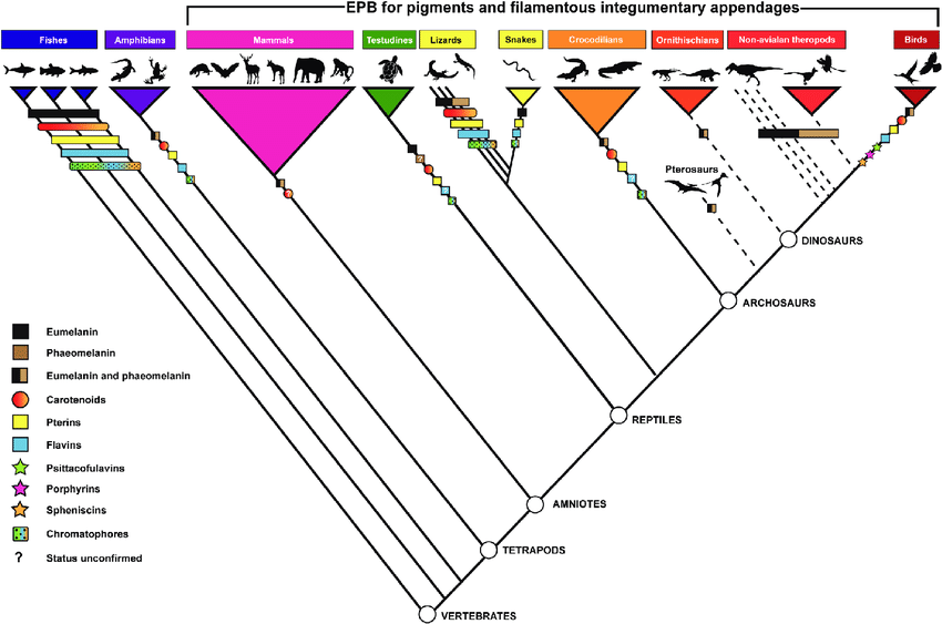 Cladogram