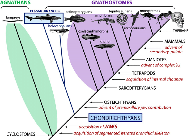 Animal Cladogram