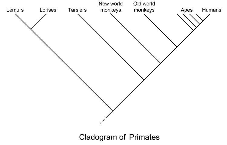 Cladograma de los primates