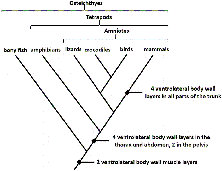 Cladogram of Vertebrae 