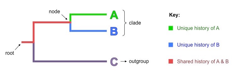 Partes de un cladograma