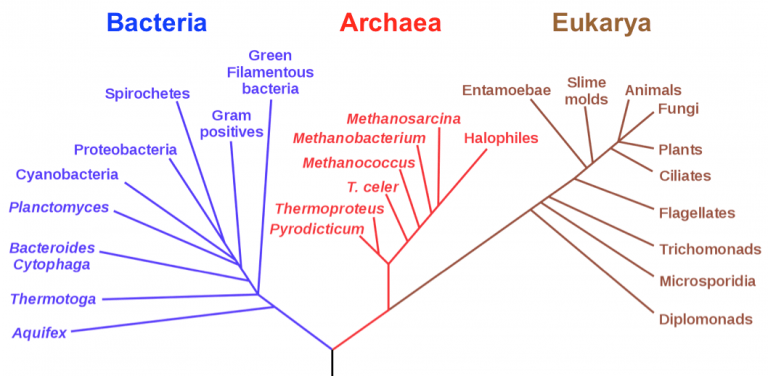 árvore filogenética da vida