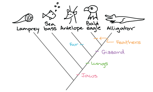 arbre phylogénétique des animaux