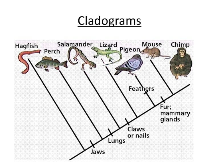 Difference Of Cladogram And Phylogenetic Tree