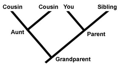 Human Phylogenetic Tree