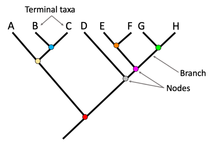 Partes de un árbol filogenético
