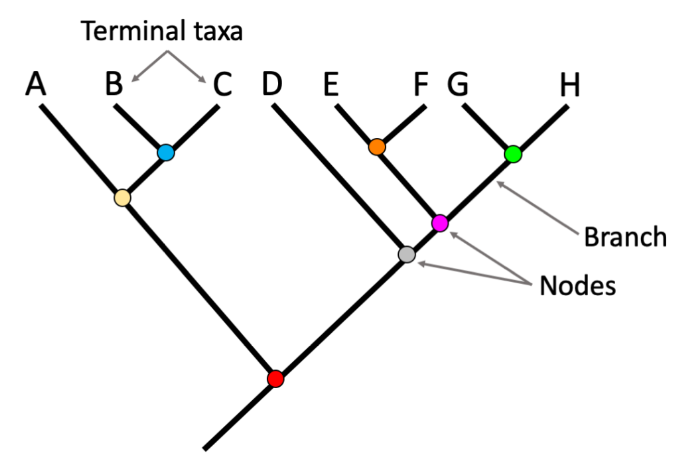 Qué significa el Árbol Filogenético?