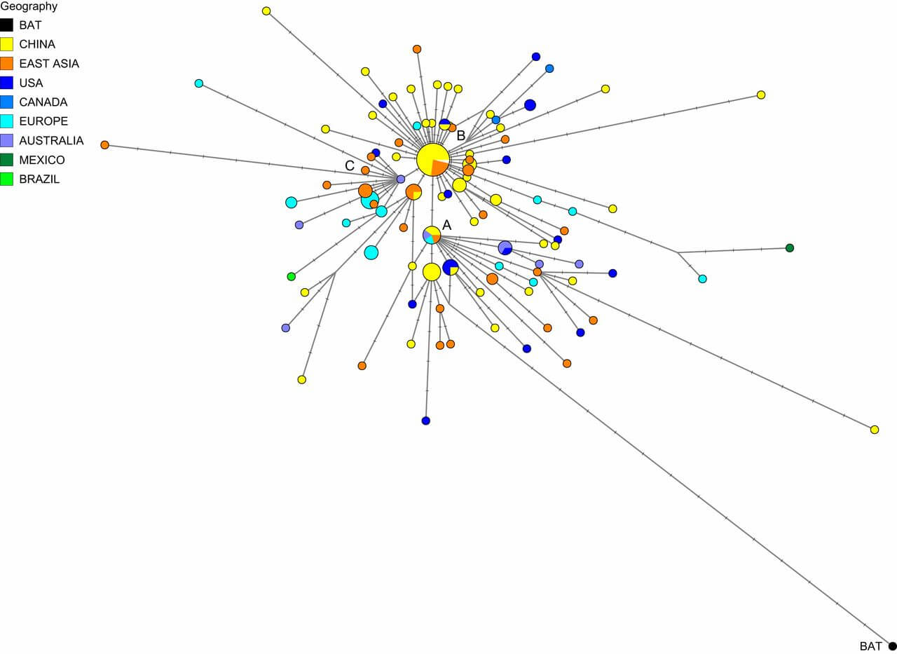 Phylogenetisches Netzwerk