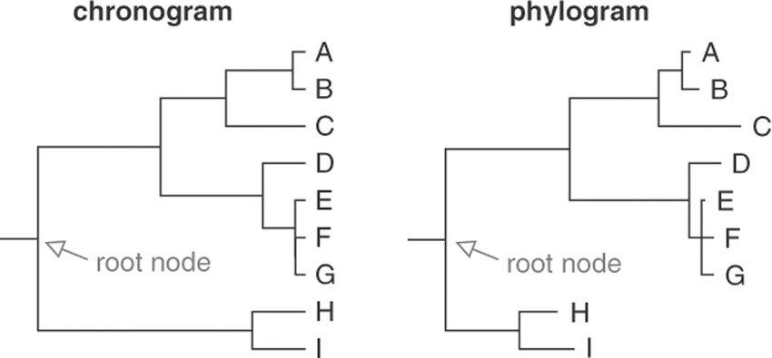 Chronogram and phylogram