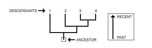 voir la racine en tant qu'ancêtre et les extrémités en tant que descendants
