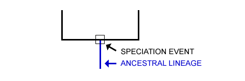 See the Daughter Lineages 