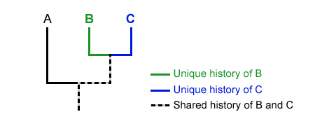 See the Shared Ancestry Between Lineages (If Any)