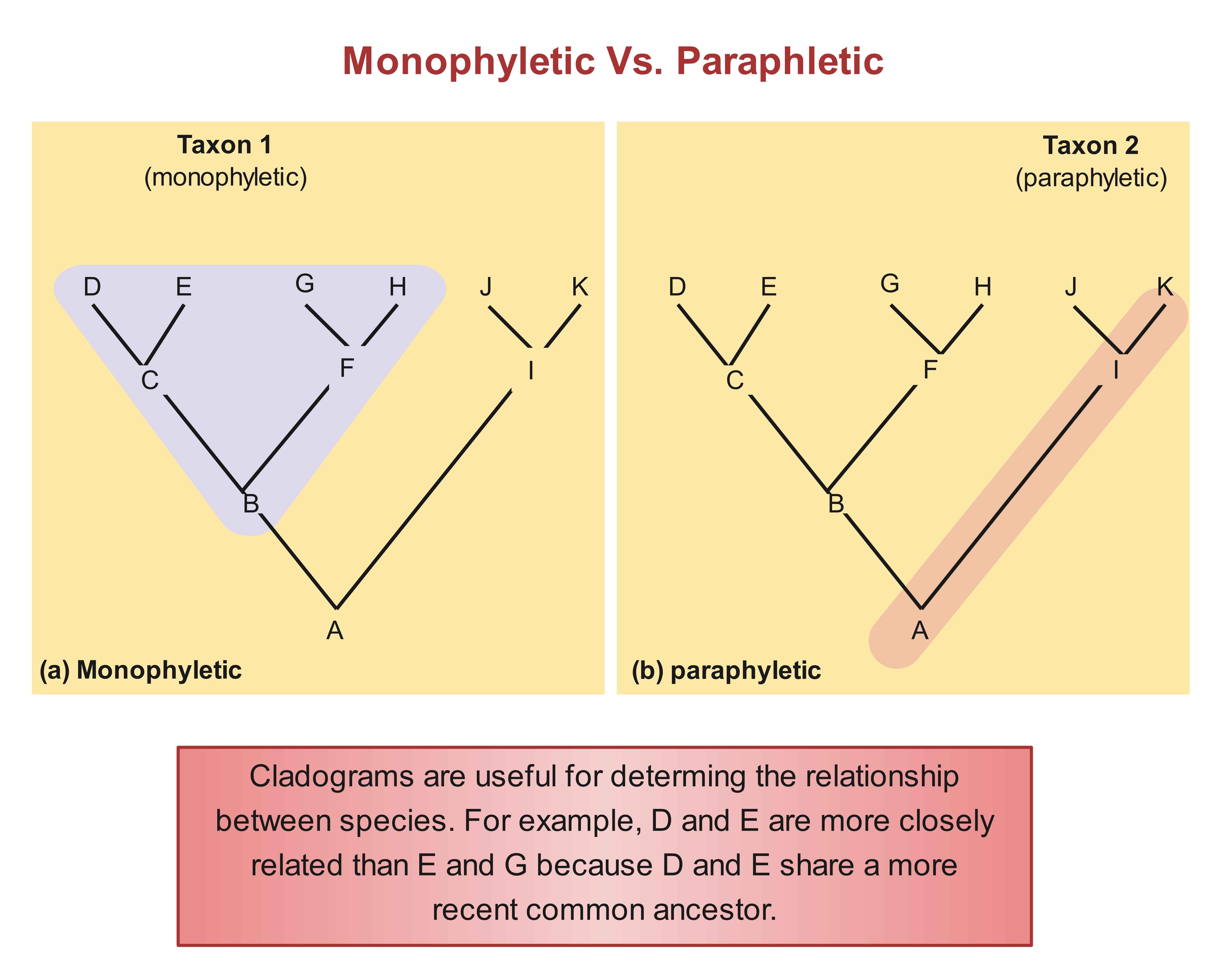Baumdiagramm - Kladogramm