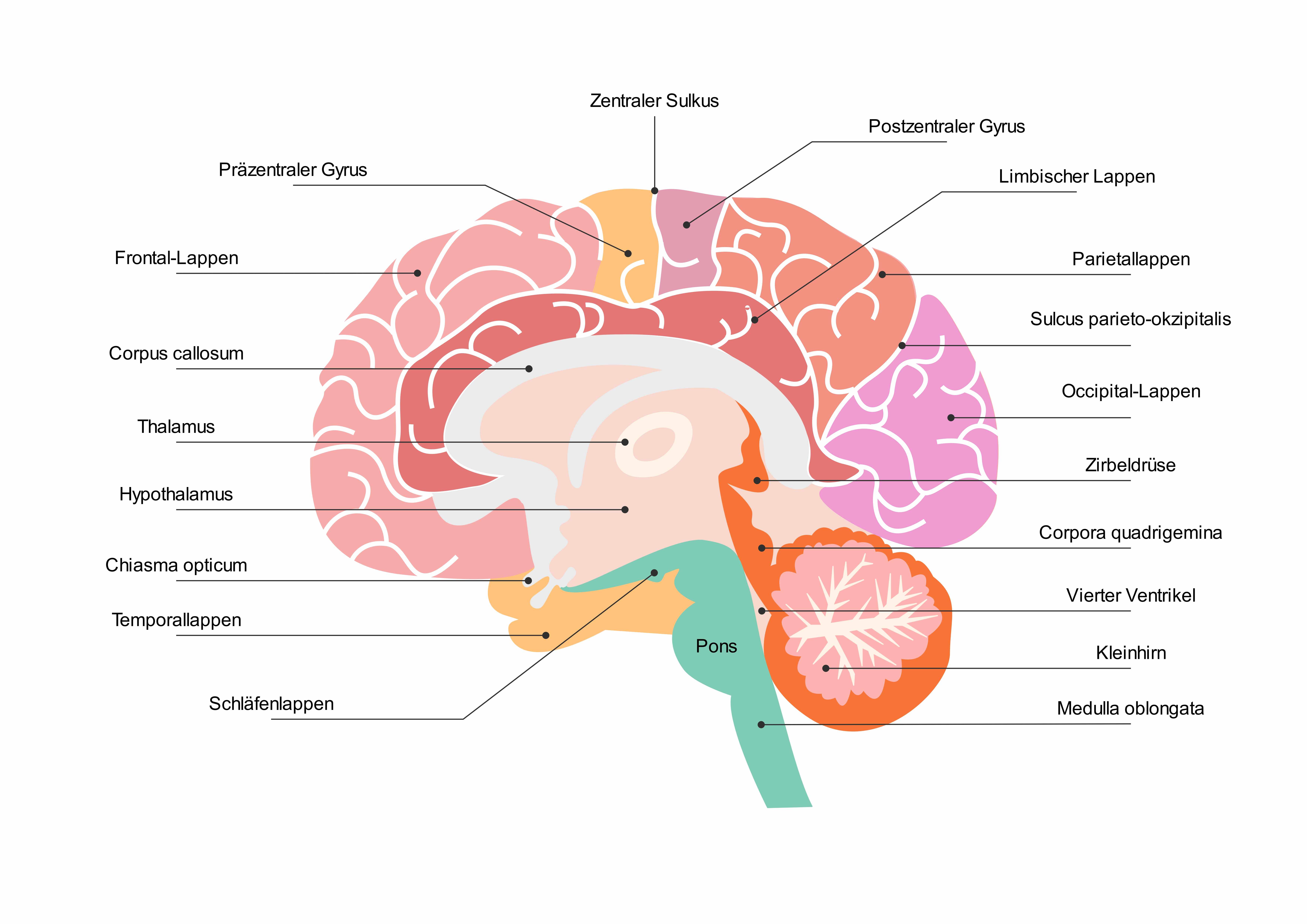 Wissenschaftliche Diagramme - Anatomisches Diagramm