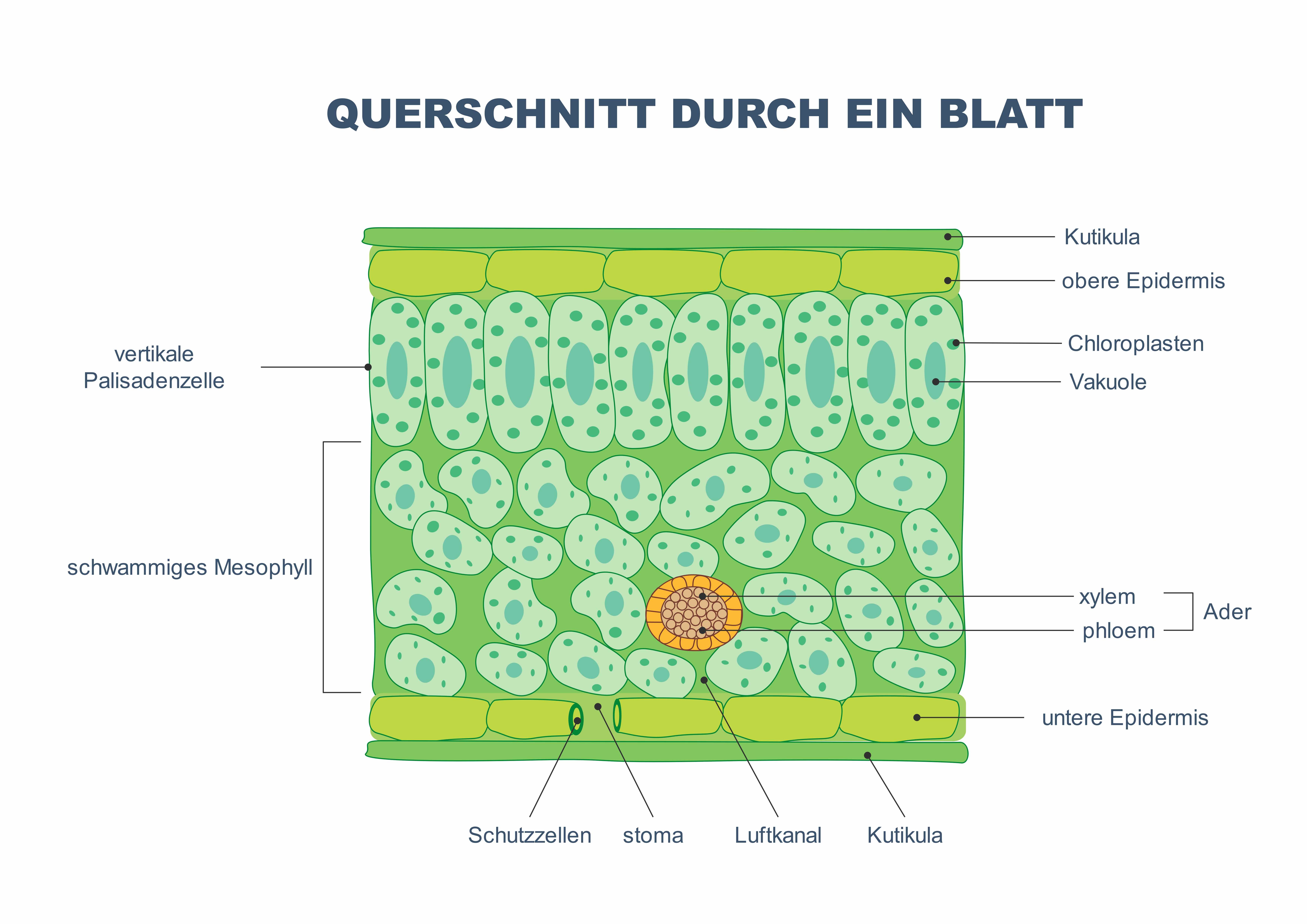 Wissenschaftliche Diagramme - Biologisches Diagramm