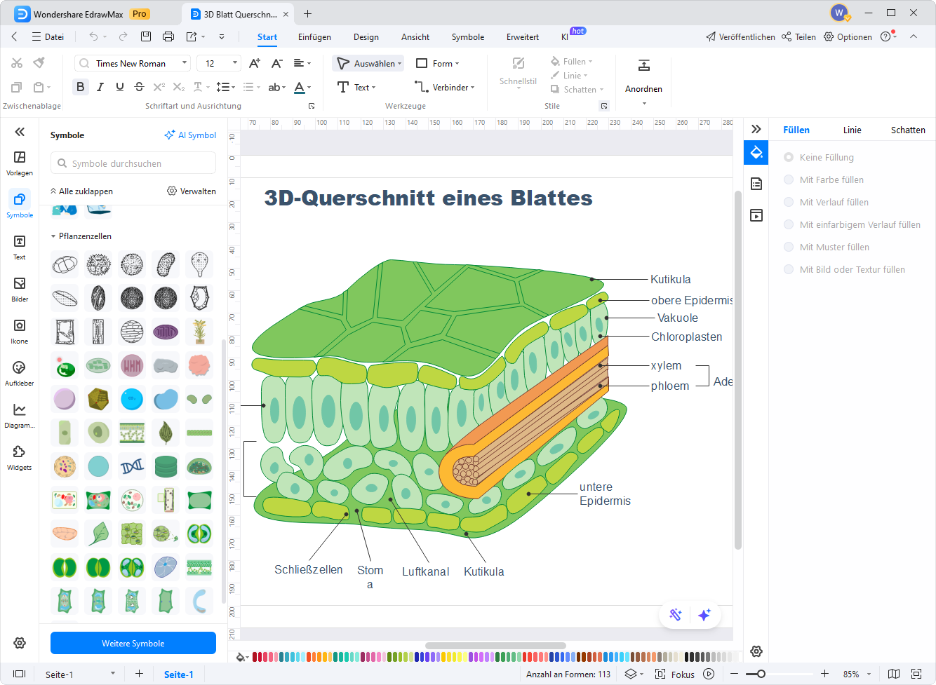 Blattquerschnitt online erstellen – Schritt 2