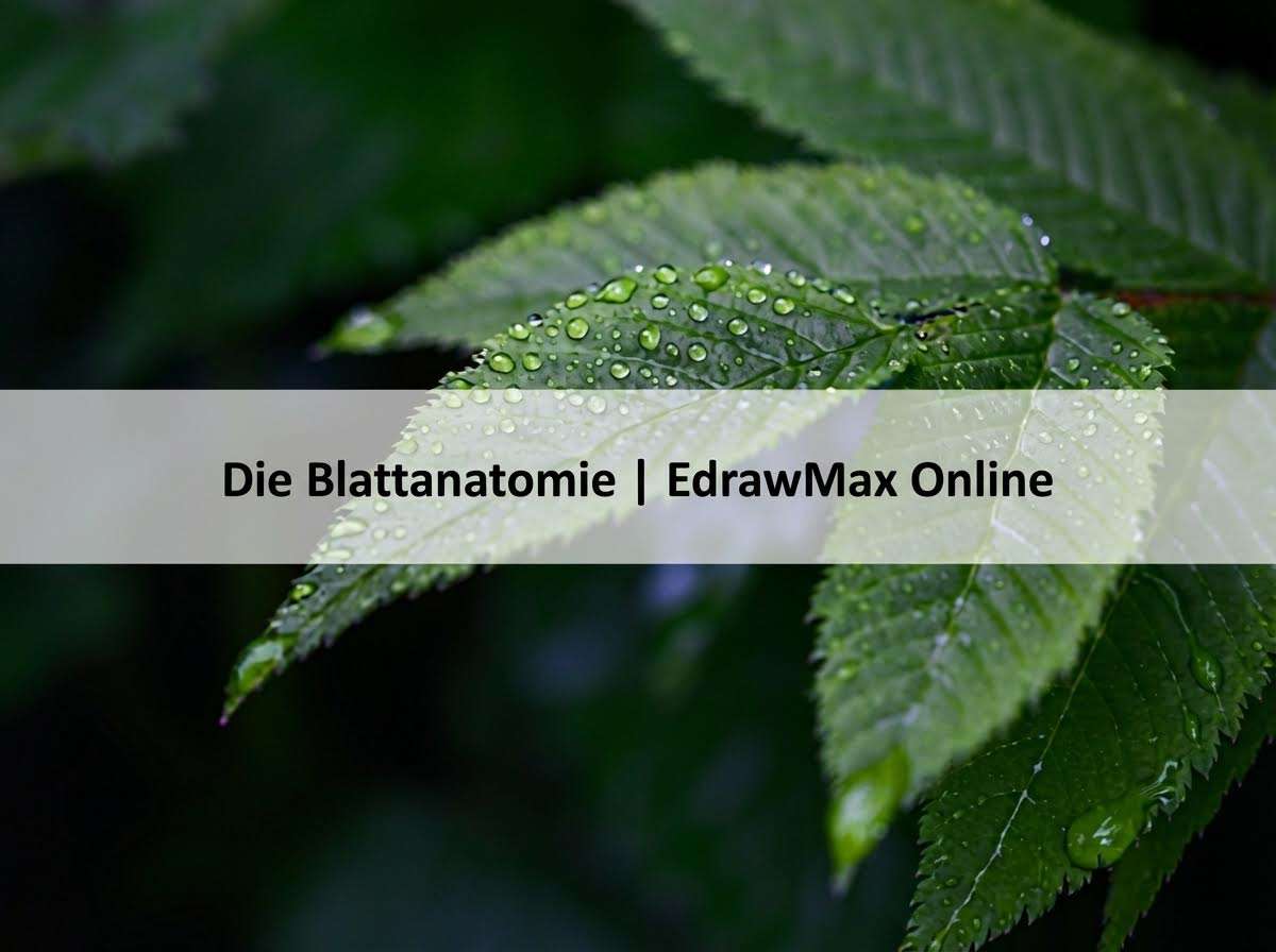 Blattquerschnitt – beschriftetes Diagramm