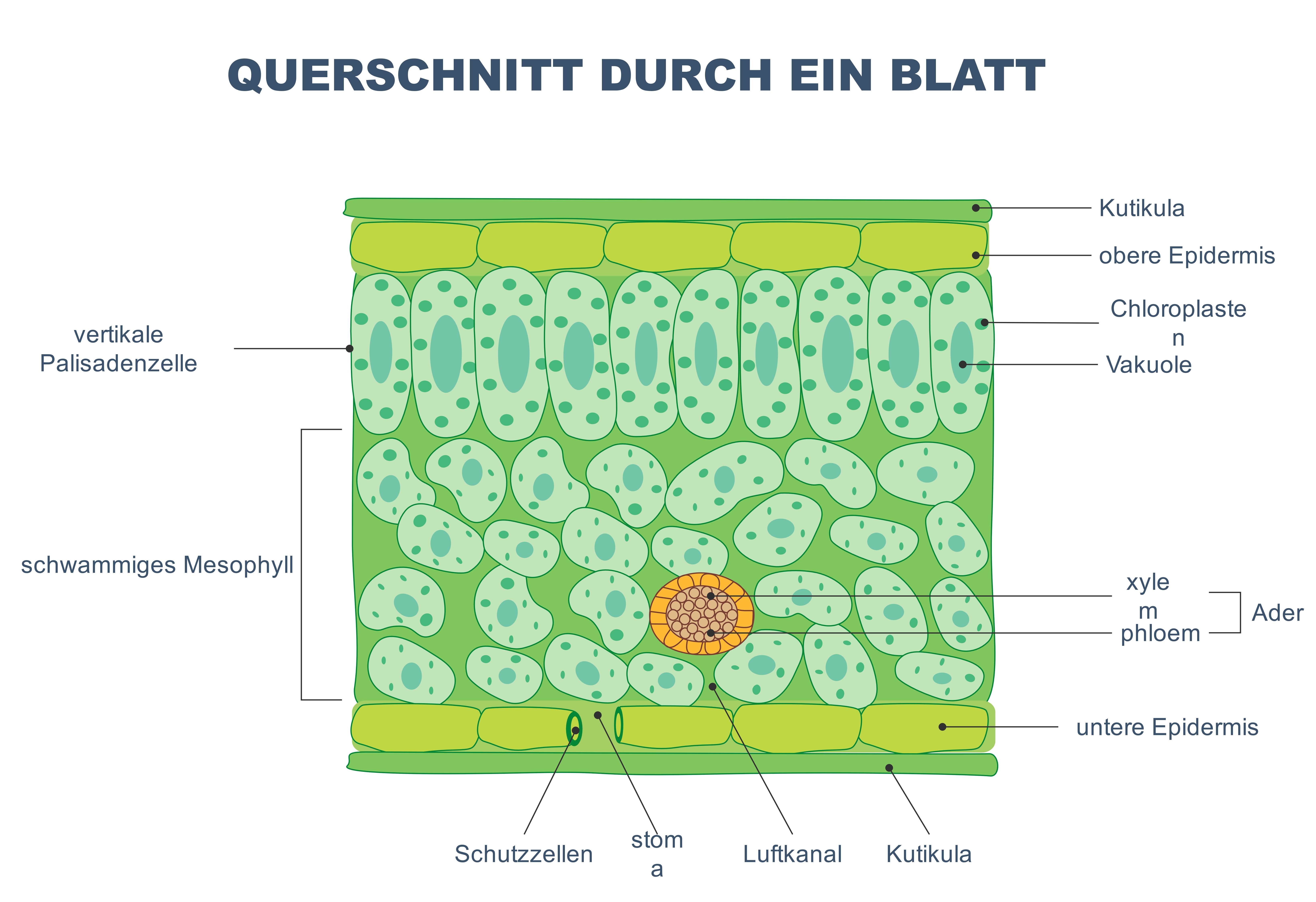 Blattquerschnitt – Schema des Transpirationsstroms
