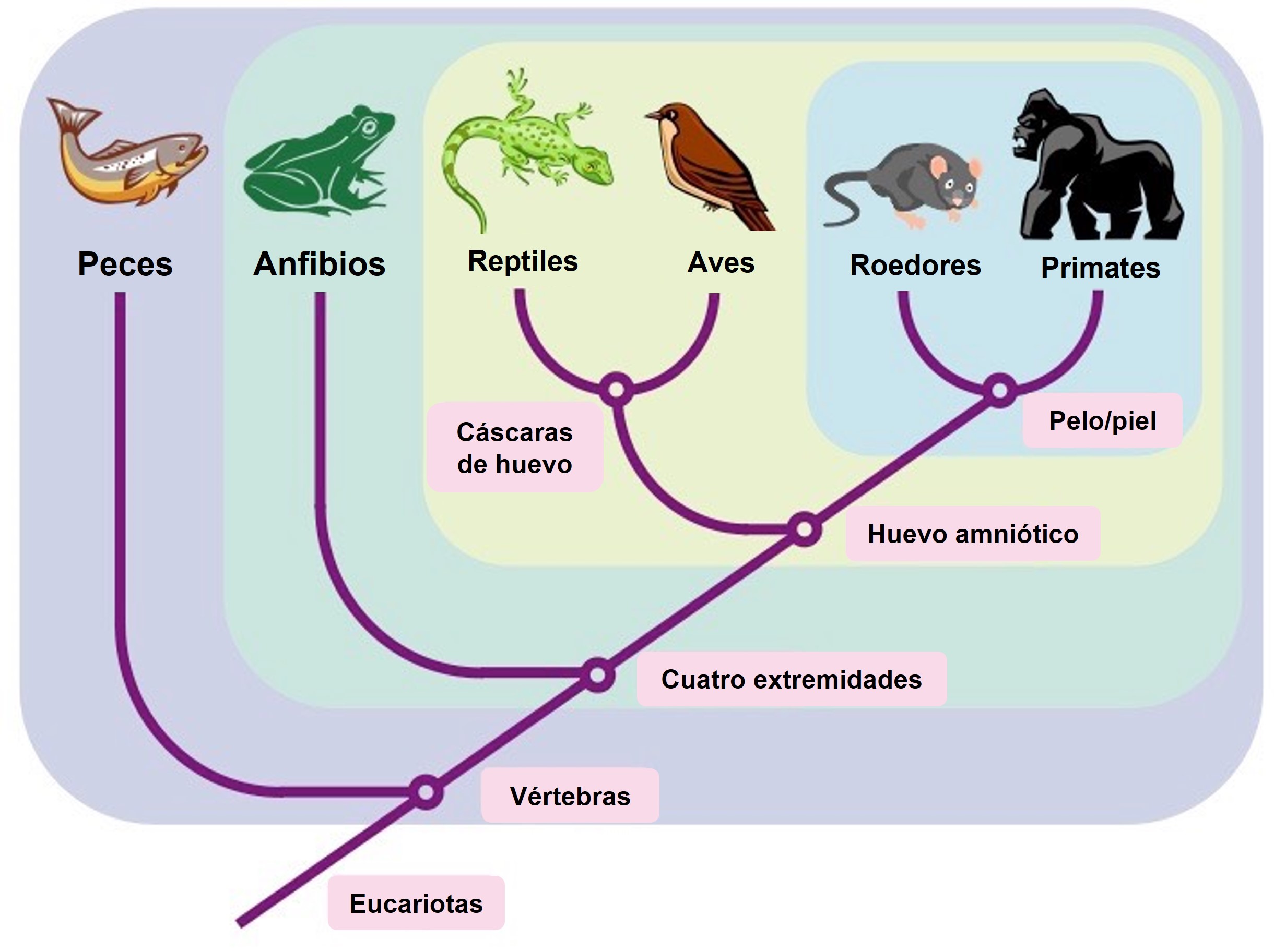 cladograma