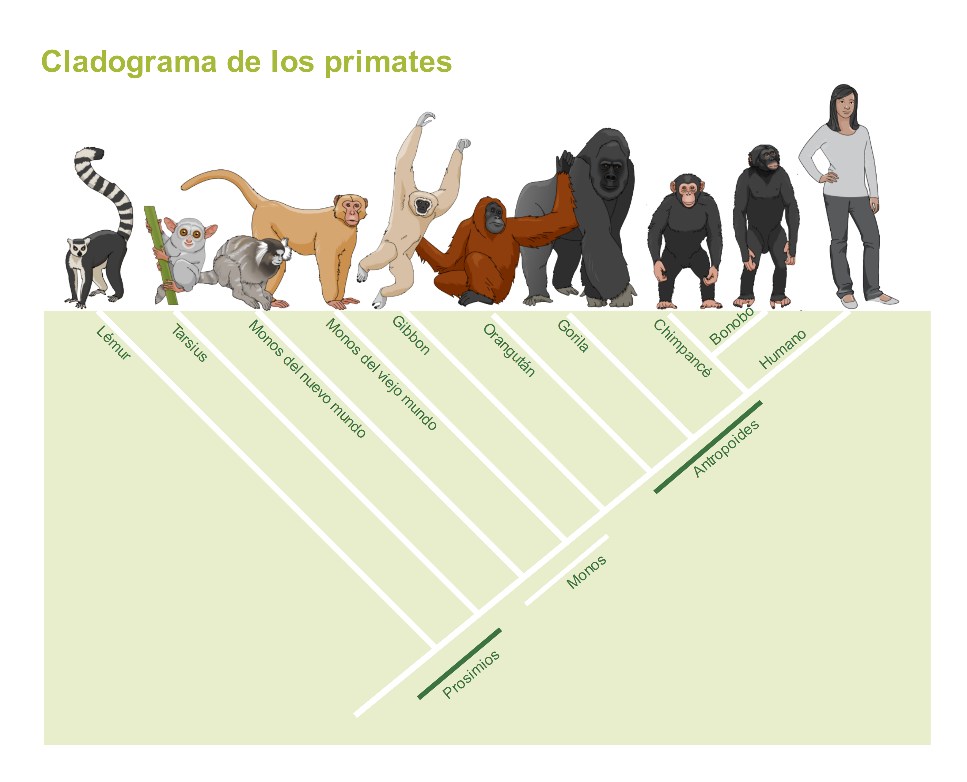 cladograma de los primates