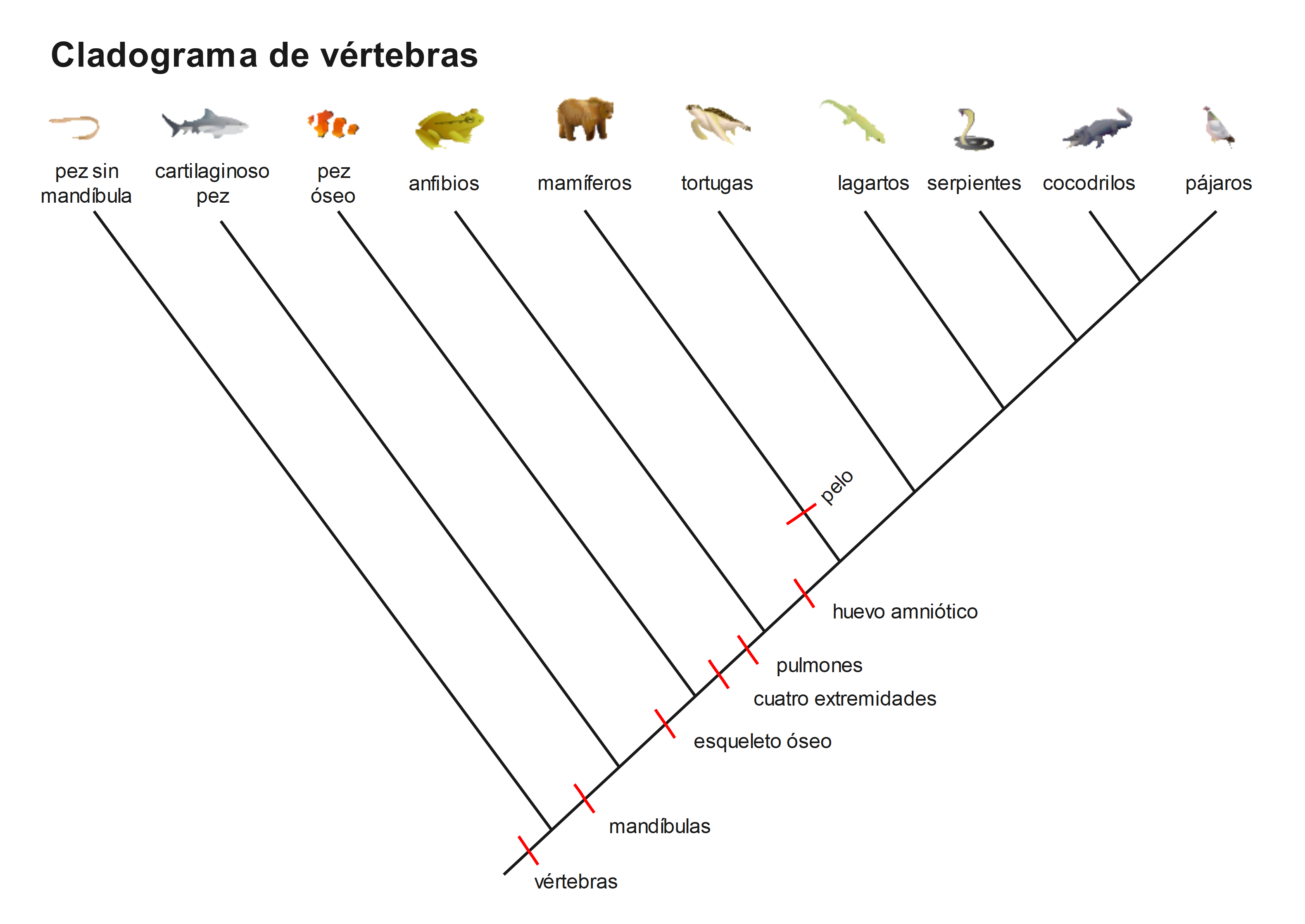 cladograma de los primates