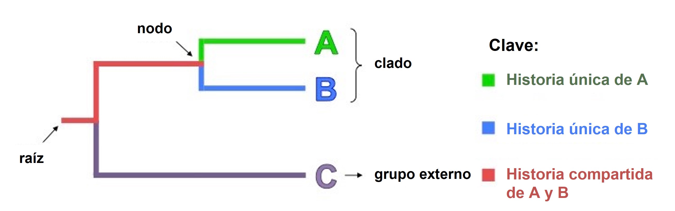 Partes de un cladograma
