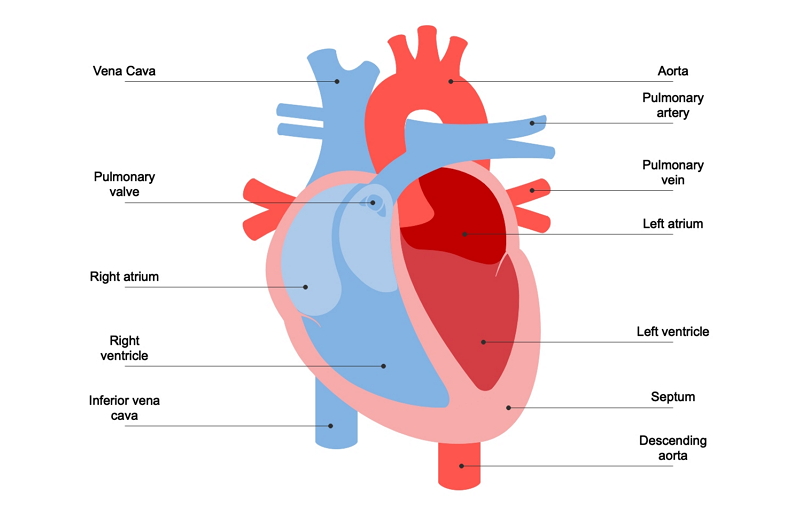 diagramme cardiaque