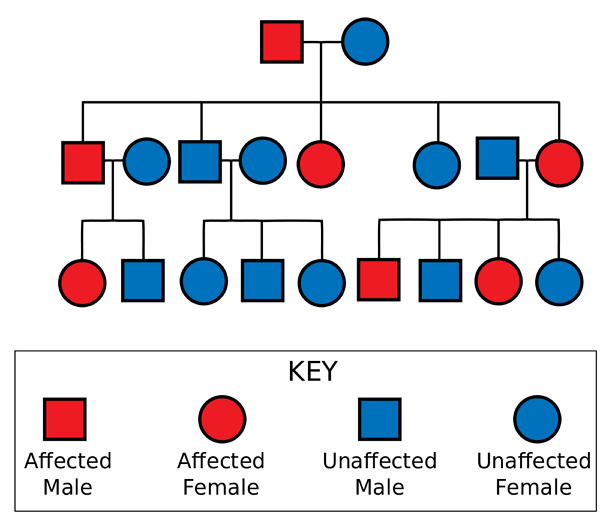 ¿Qué es un diagrama de pedigrí?