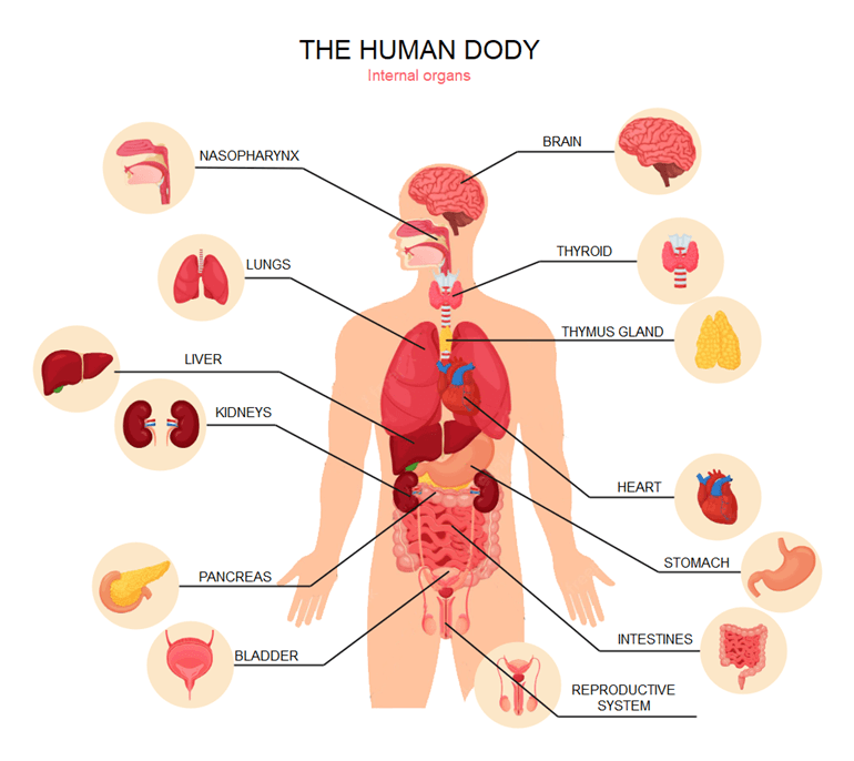 人体の解剖図
