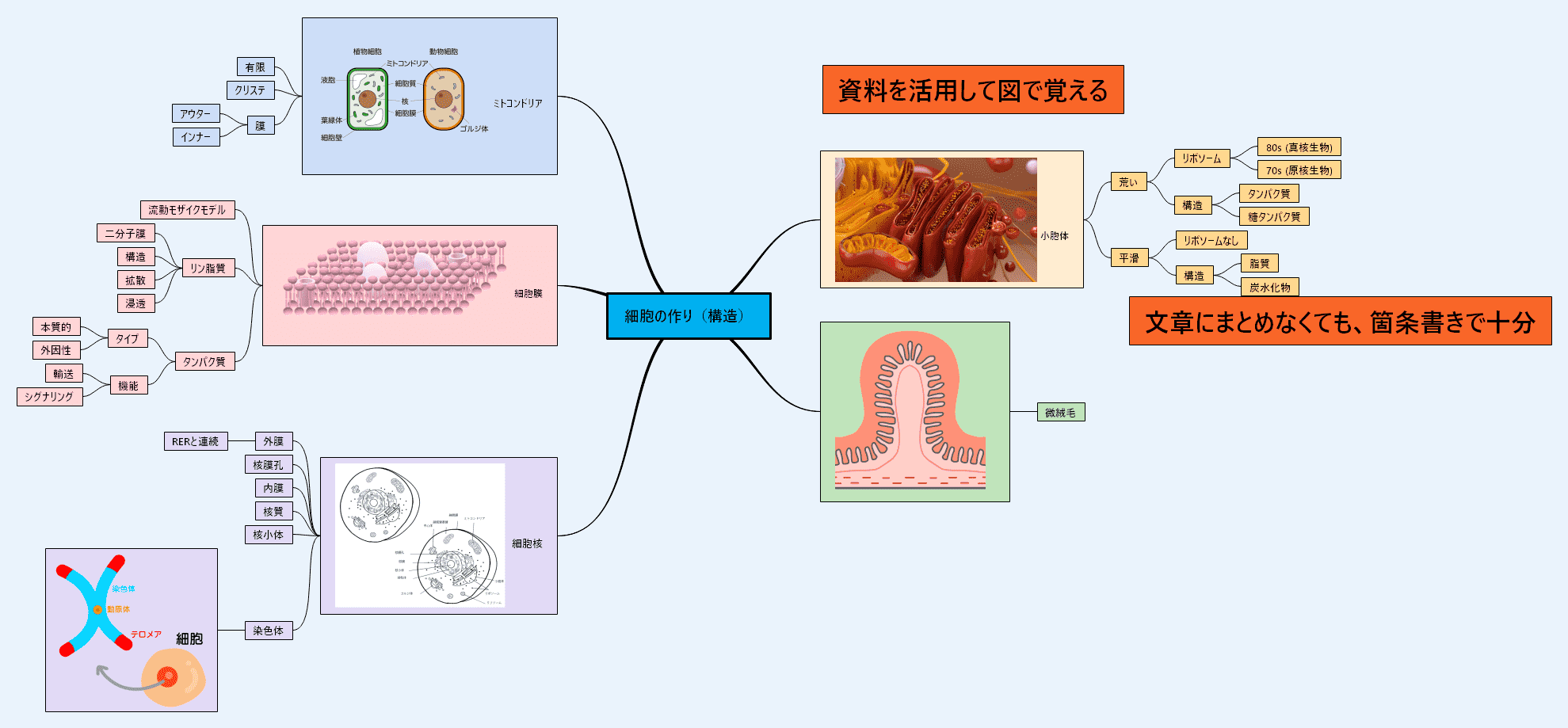 生物コンセプトマップ