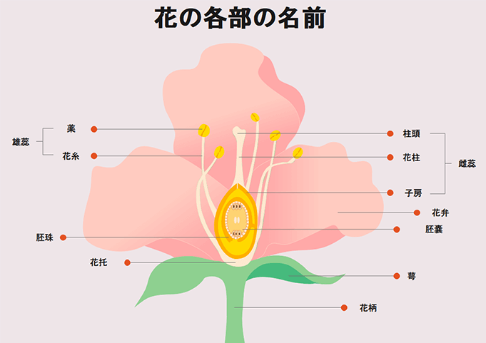 花の基本構造図