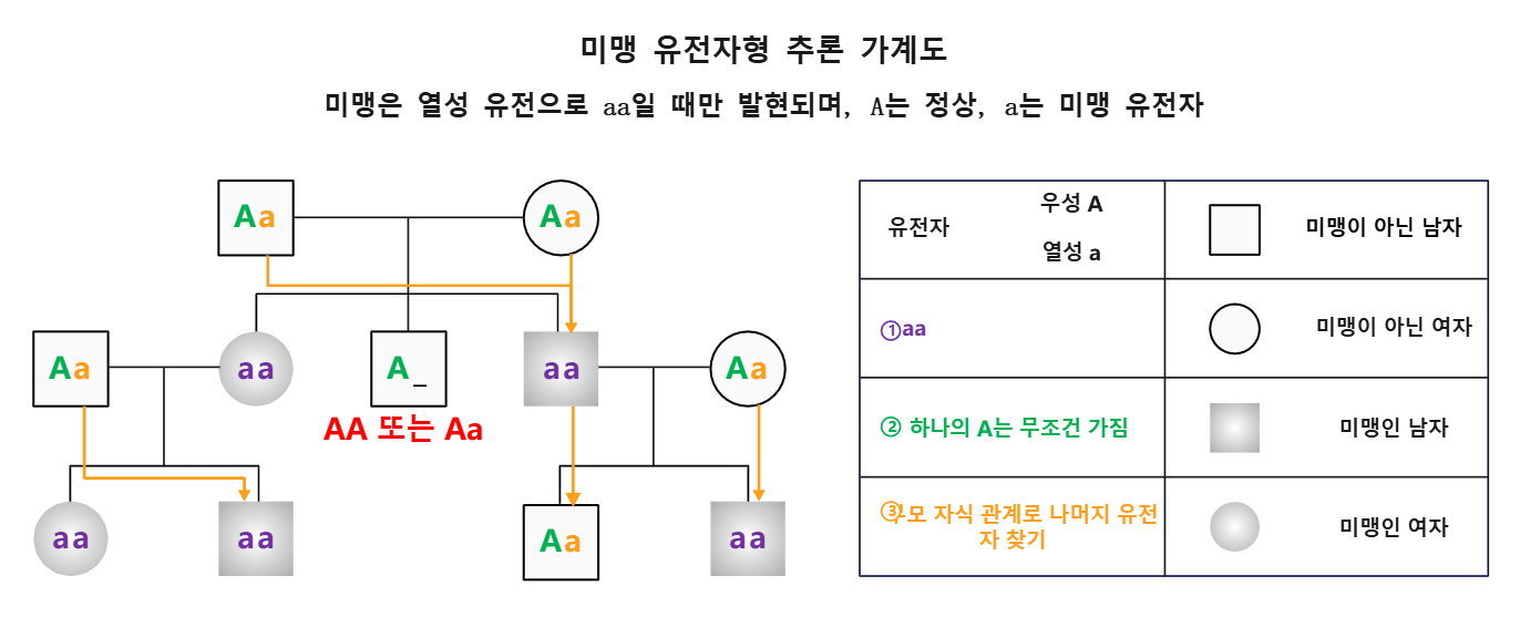 미맹 유전자형 추론 가계도