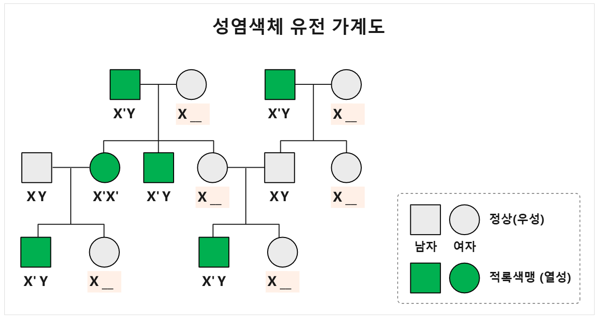 성염색체 유전 가계도