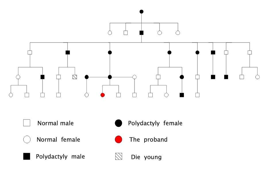 5-generation-family-tree-template-02.jpg